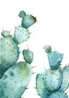 Watercolor two big cactuses with long thorns