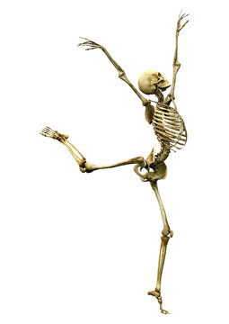 3D Rendering Human Skeleton on White