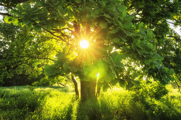 Wall Mural - Close-up view sunbeams through green branches of large tree on summer sunny morning. Summer background of nature. Beautiful warm sunbeams. leaves glow in sunlight on clear day. Natural landscape.