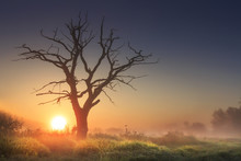 Bright Morning Landscape In Savannah With Large Old Dry Tree At Sunrise Against Clear Blue Sky. Majestic Tree In Morning Light In Tall Grass. Sun On Horizon Rises Above Wild Nature In Foggy Morning.
