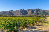 Fototapeta Do pokoju - A vineyard in South Africa with mountains behind