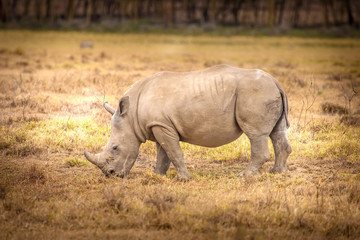 Wall Mural - Animals of Africa. Kenya. A rhinoceros is eating grass. African