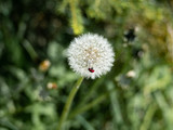 Fototapeta Dmuchawce - Ladybug on dandelion