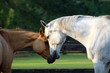 Gorgeous Horses in Love Sniffing Noses