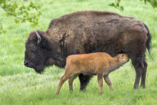 Cow American Bison (Bison Bison) Feeding Calf, Iowa, USA