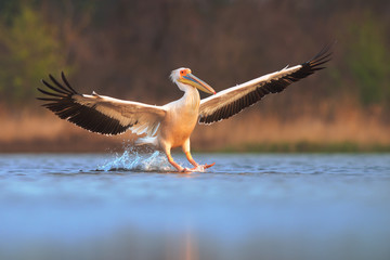 great white pelican landing. pelecanus onocrotalus