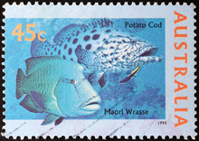 Two Big Fish Of Reef On Australian Stamp
