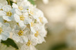 © guppys - magnificent inflorescence of beautiful delicate flowers spiraea