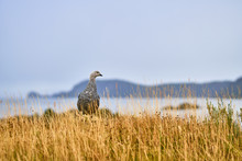 Magallanica Bustard In The Tierra Del Fuego National Park In The Rain. Argentine Patagonia In Autumn