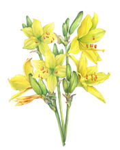 Bouquet Of Yellow Lilies Flower Hemerocallis Lilioasphodelus (also Called Lemon Lily, Yellow Daylily, Hemerocallis Flava). Watercolor Hand Drawn Painting Illustration Isolated On A White Background.