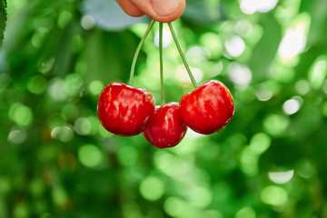 cherry tree branch. fresh cherries. sweet cherries