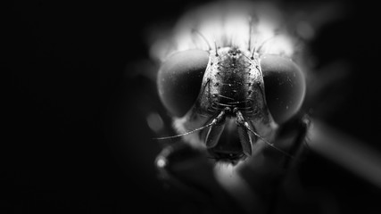 fly close up in black and white