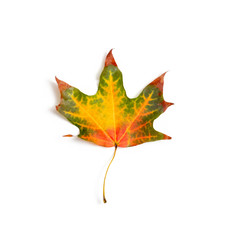 Canvas Print - maple leaf bright on white background