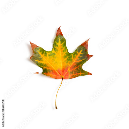 maple leaf bright on white background