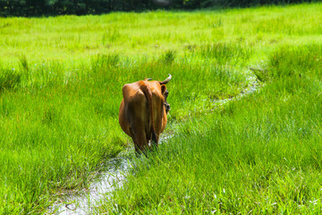 Cow in a green field