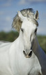 Portrait of a white andalusian horse