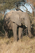 African elephant eating, South Africa