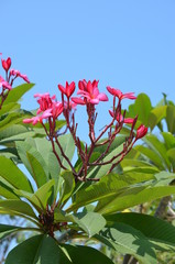 Poster - flower pink