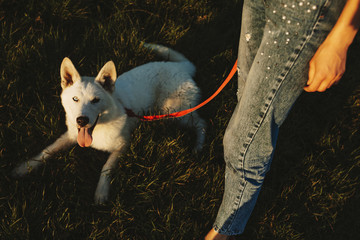 Wall Mural - Portrait of a beautiful white siberian husky sitting in the grass with the tongue out and looking into camera while is holded by its owner.