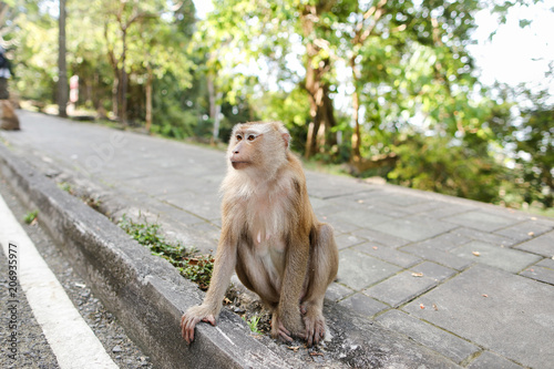 Fotografie, Obraz Little nice monkey sitting on road in India