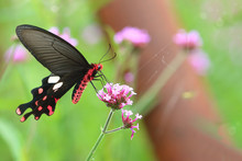 Red Black Butterfly With Flower In Nature Background