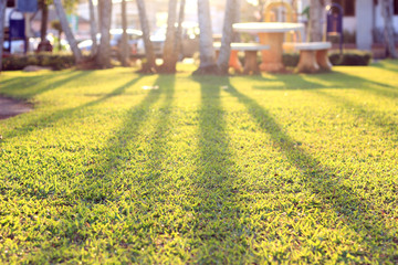 Wall Mural - green grass at public park at sunrise