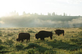 Fototapeta Zwierzęta - Backlit images of a group of Bison in the Hayden Valley area of Yellowstone National Park