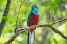 Male Of Resplendent Quetzal (Pharomachrus Mocinno) Sits On The Tree Branch In The Forest Of Monteverde National Park, Costa Rica
