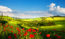 Art Italy Countryside Landscape With Red Poppy Flowers And Cypress Trees On The  Mountain Path