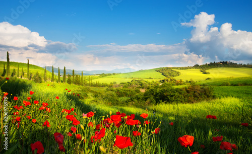 Cuadros en Lienzo art italy countryside landscape with red poppy flowers and cypress trees on the
