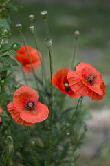 Lovely Poppy 4