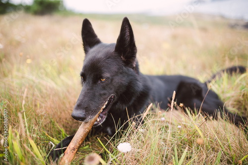 Fotografía Black Belgian shepherd groenendael biting a stick