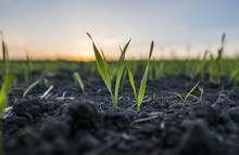 Young Wheat Seedlings Growing In A Field. Green Wheat Growing In Soil. Close Up On Sprouting Rye Agricultural On A Field In Sunset. Sprouts Of Rye.