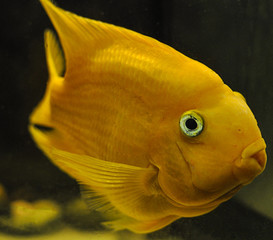 Wall Mural - Yellow parrot fish in freshwater aquarium