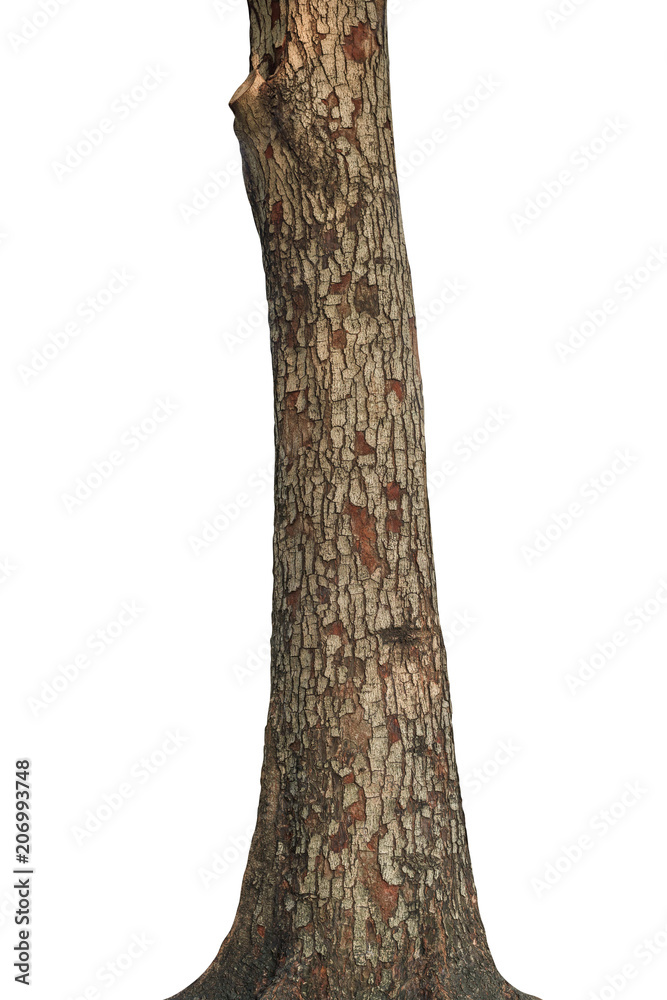 Tree trunk isolated on white background. This has clipping path. - obrazy, fototapety, plakaty 