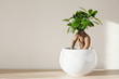 houseplant ficus microcarpa ginseng in white flowerpot