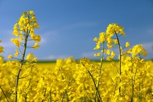 Flowering Rapeseed Canola Or Colza
