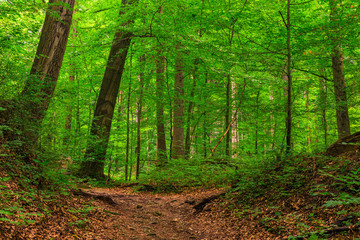  path in a green thick deciduous forest landscape on a summer day