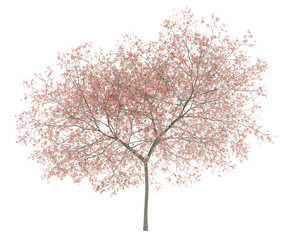 Wall Mural - flowering peach tree isolated on white background