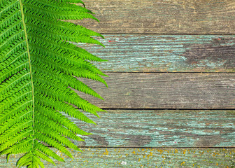 Wall Mural - Fern leaf on rustic wooden background, with copy space for text