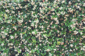 Jasmine flowers on green leaf background with film tone