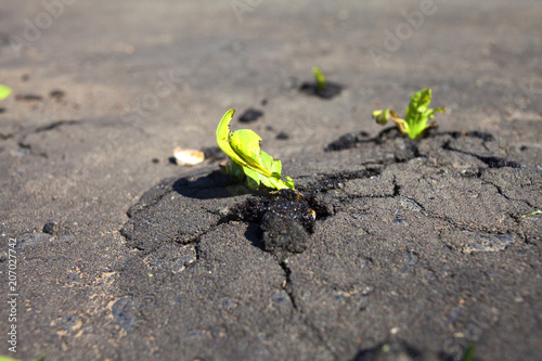 Bright green tufts of grass growing through dark pavement Poster