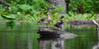 Wood Ducks perched on log on the Silver River in Ocala Fl