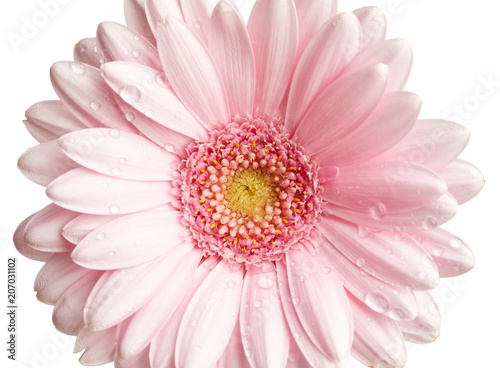 Pink gerbera flower isolated on white background