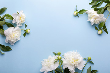 flowers composition. frame made of white peony flowers on blue background. flat lay, top view.