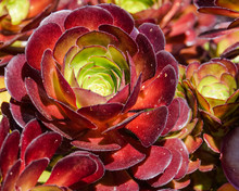 Burgundy Aeonium Succulents Add Color To Gardens 