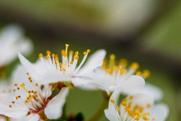 Wall Mural - White Plum Tree Flowers In Spring