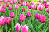 Fototapeta Tulipany - Colorful tulips in spring