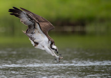 Osprey Fishing
