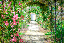 Garden Path With Roses On Arches.